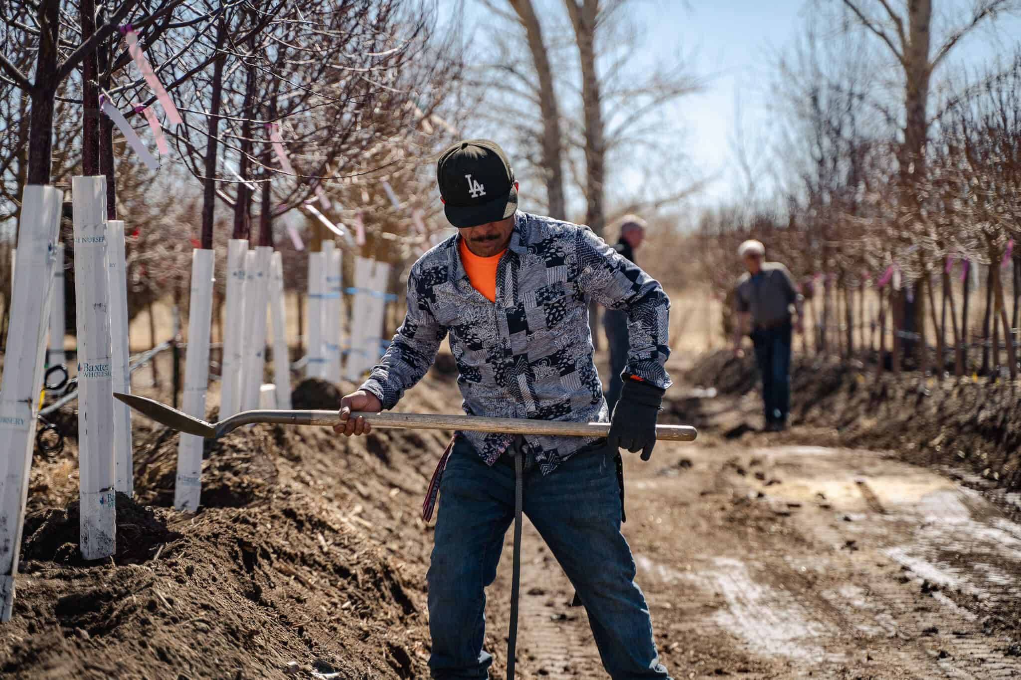 Compra de plantas Arbor Valley Nursery